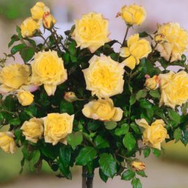 Trandafir cu port înalt – Galben