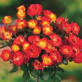 Trandafir cu port înalt – Galben-Roșu