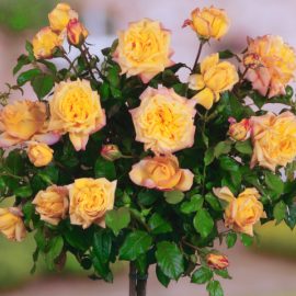 Trandafir cu port înalt – Roz-Galben