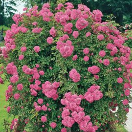 Trandafir cu port înalt – Roz curgător