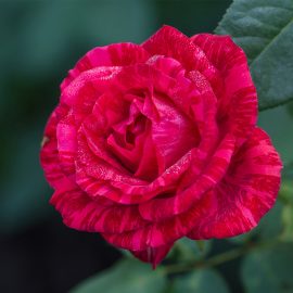 Trandafir Teahybrid Constanța