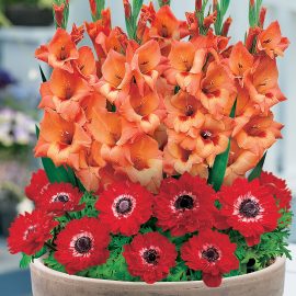 Tavă biodegradabilă cu gladiole și anemone roșii