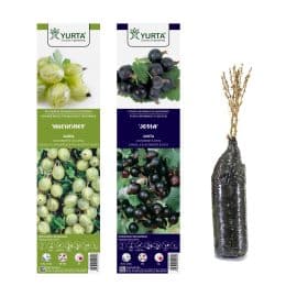 Agris Mucurines