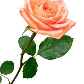 Trandafir Teahybrid roz somon PROMO