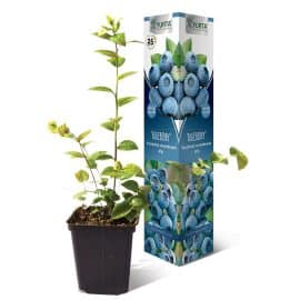 Afin Bluecrop