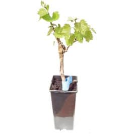 Viță de vie Pinot Noir in ghivece de 2l