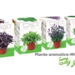 Kit plante aromatice City Green