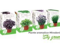 Kit plante aromatice City Green