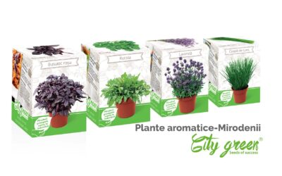 Kit plante aromatice City Green