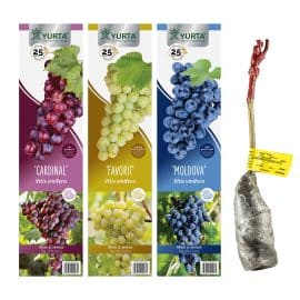 Vita de vie Moldova