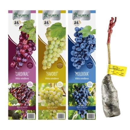 Vita de vie Chasselas d'ore - imagine 2