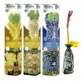 Vita de vie altoita PREMIUM „Grasa de Cotnari”