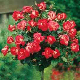 Trandafir cu port înalt – Bikolett-ROSU/CREM CURGATOR