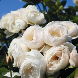 Trandafir Uetersener Klosterrose în ghiveci de 4 L