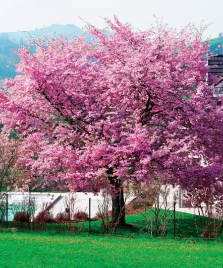 Cires Japonez Kanzan la ghiveci de 5l - imagine 3