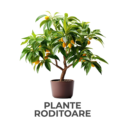 plante roditoare