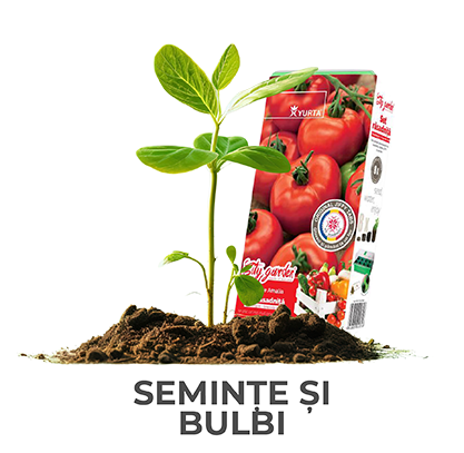 seminte si bulbi