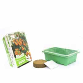 Set răsadniță mică – Tomate de balcon portocalie