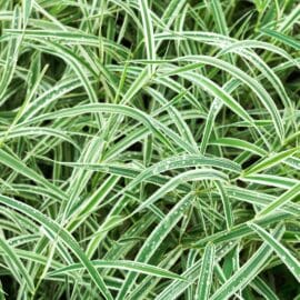 Iarba decorativa Carex morrowii „Ice Dance”