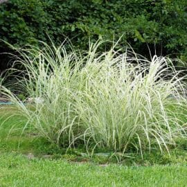 Iarba decorativa Carex morrowii „Ice Dance”