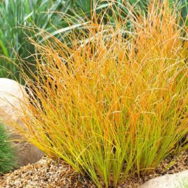 Iarbă decorativă  Carex testacea „Prairie Fire”