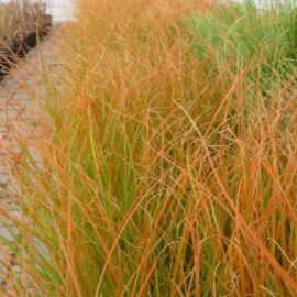 Iarbă decorativă  Carex testacea „Prairie Fire”