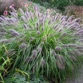 Iarbă decorativă  Pennisetum alopecuroides „Viridecens”