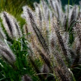 Iarbă decorativă  Pennisetum alopecuroides „Viridecens”