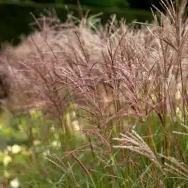 Iarbă decorativă Miscanthus sinensis „Little Miss”