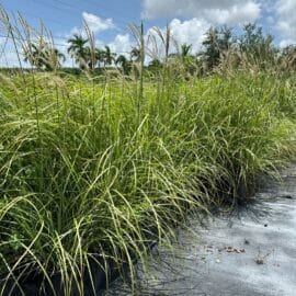 Iarbă decorativă Miscanthus sinensis „Ferner Osten”