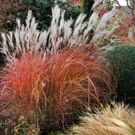 Iarbă decorativă Miscanthus sinensis „Ferner Osten”