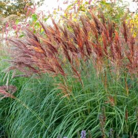 Iarbă decorativă Miscanthus sinensis „New Hybrid”