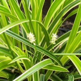 Iarba decorativa Carex morrowii „Ice Dance”