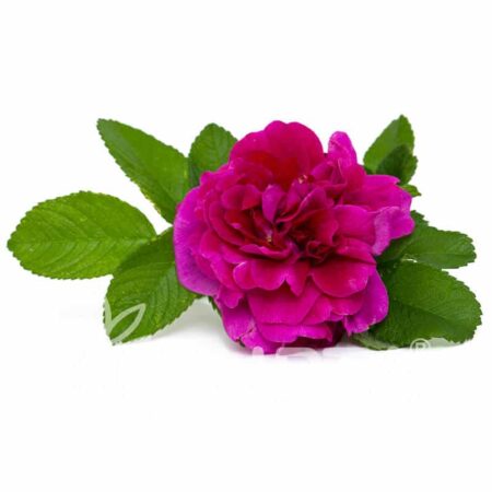 Trandafir de dulceață Rosa centifolia -F.N.