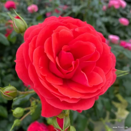 Trandafir nobil la ghiveci 4l Cherry Girl® - imagine 11