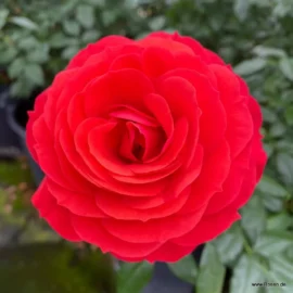 Trandafir nobil la ghiveci 4l Cherry Girl®